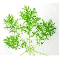 Amazon.co.jp: ベビーリーフ・ハーブ【洗わなくていい野菜】安心